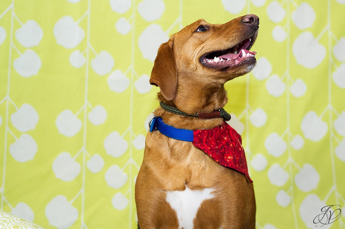 dog portrait fundraiser, fundraiser for dog shelter, regional animal shelter