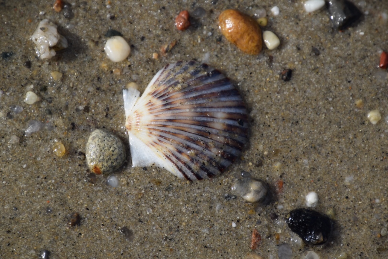 HNCB Nantucket Workshop & Project Signup Form (Summerfield, NC)