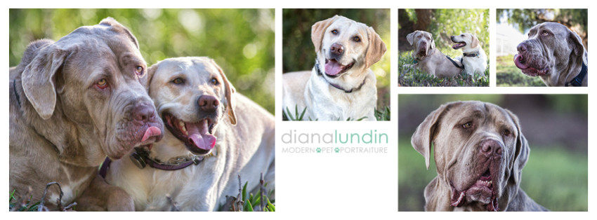 los angeles dog photographer