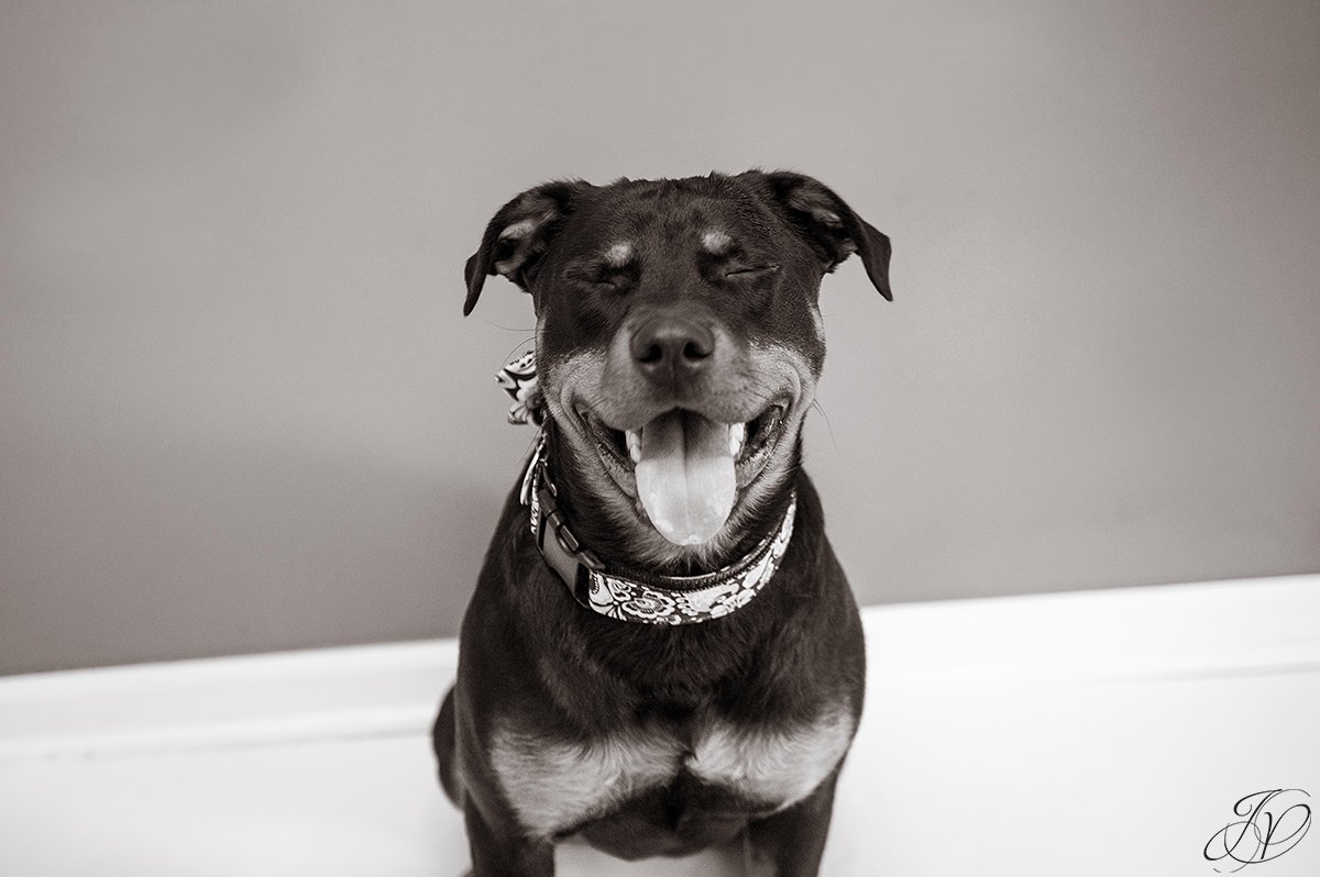 smiling rottweiler photo, rottweiler portrait albany, beautiful rottweiler photos, albany pet portrait, albany pet photographer