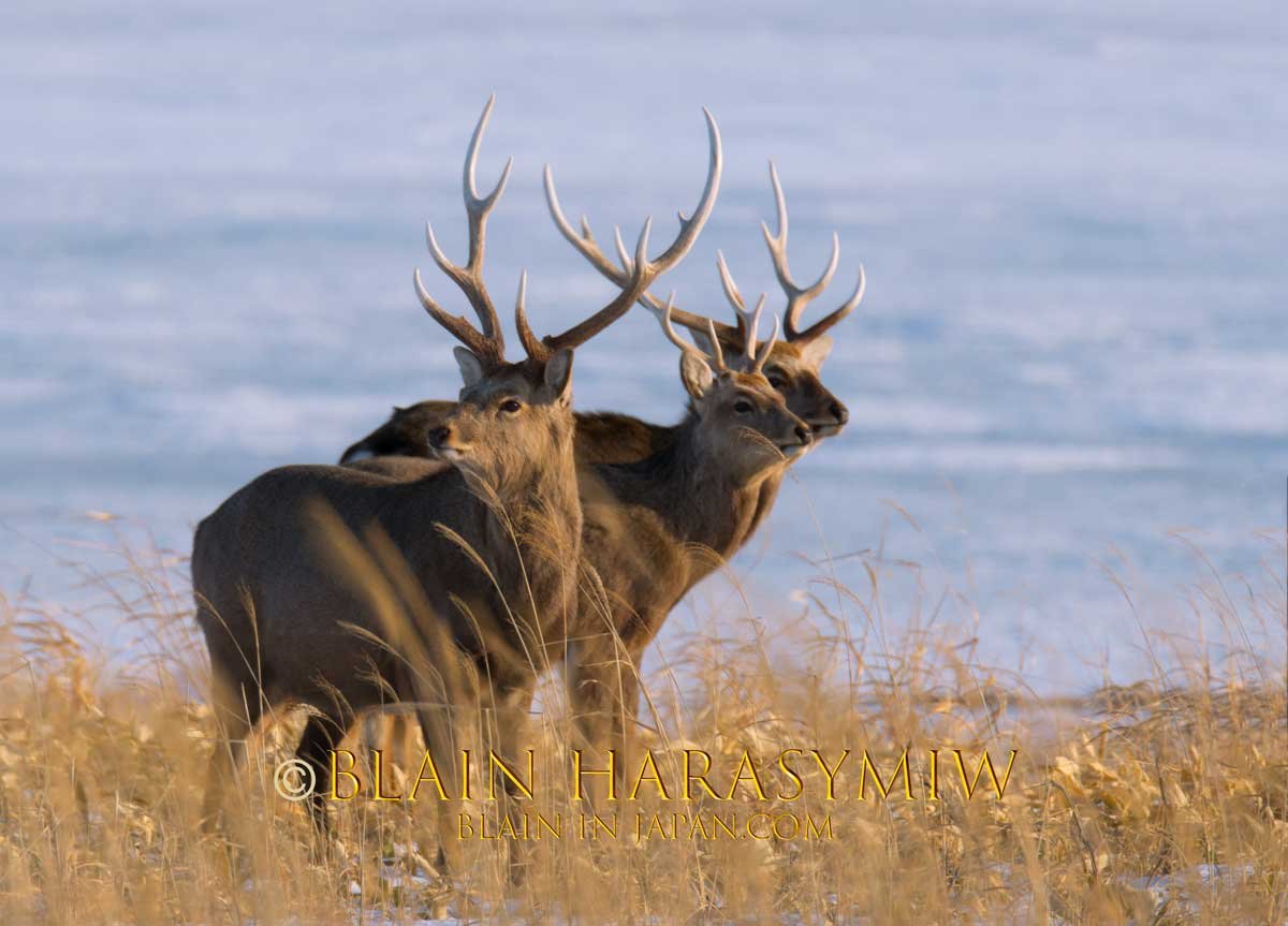 Hokkaido Birding Photography Workshops South East Region JAPAN