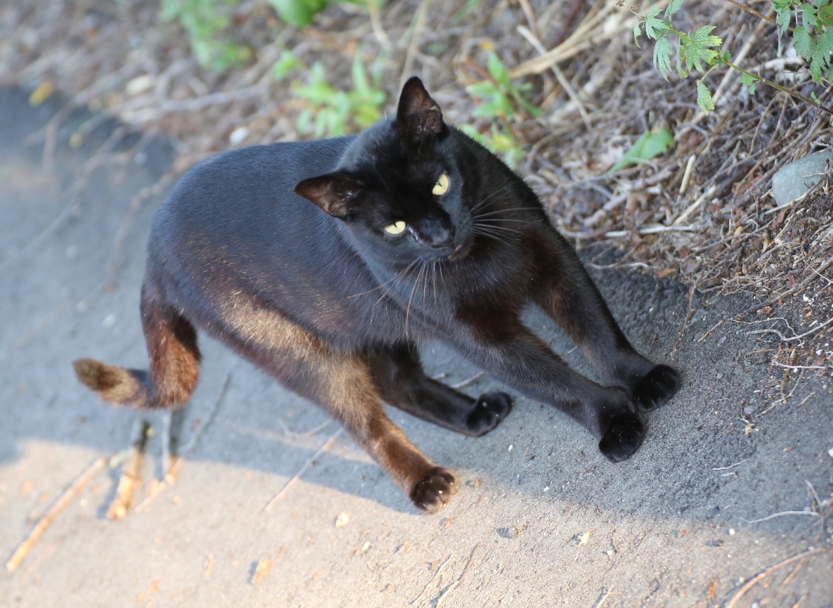 Street cat