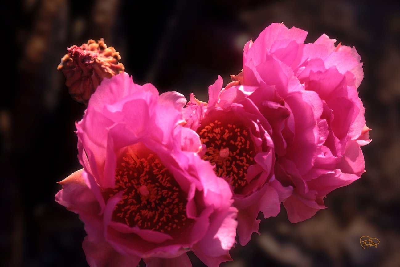 Joshua Tree Sunrise 24x24 / 36x36