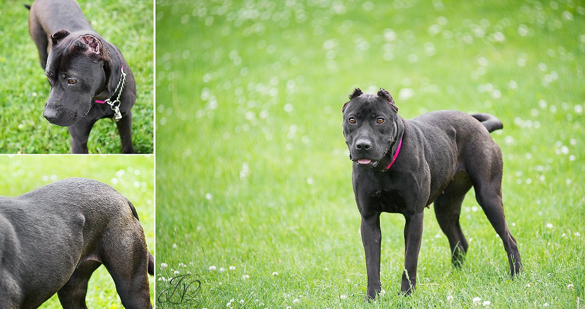pit bull, animal rescue, rescue dog