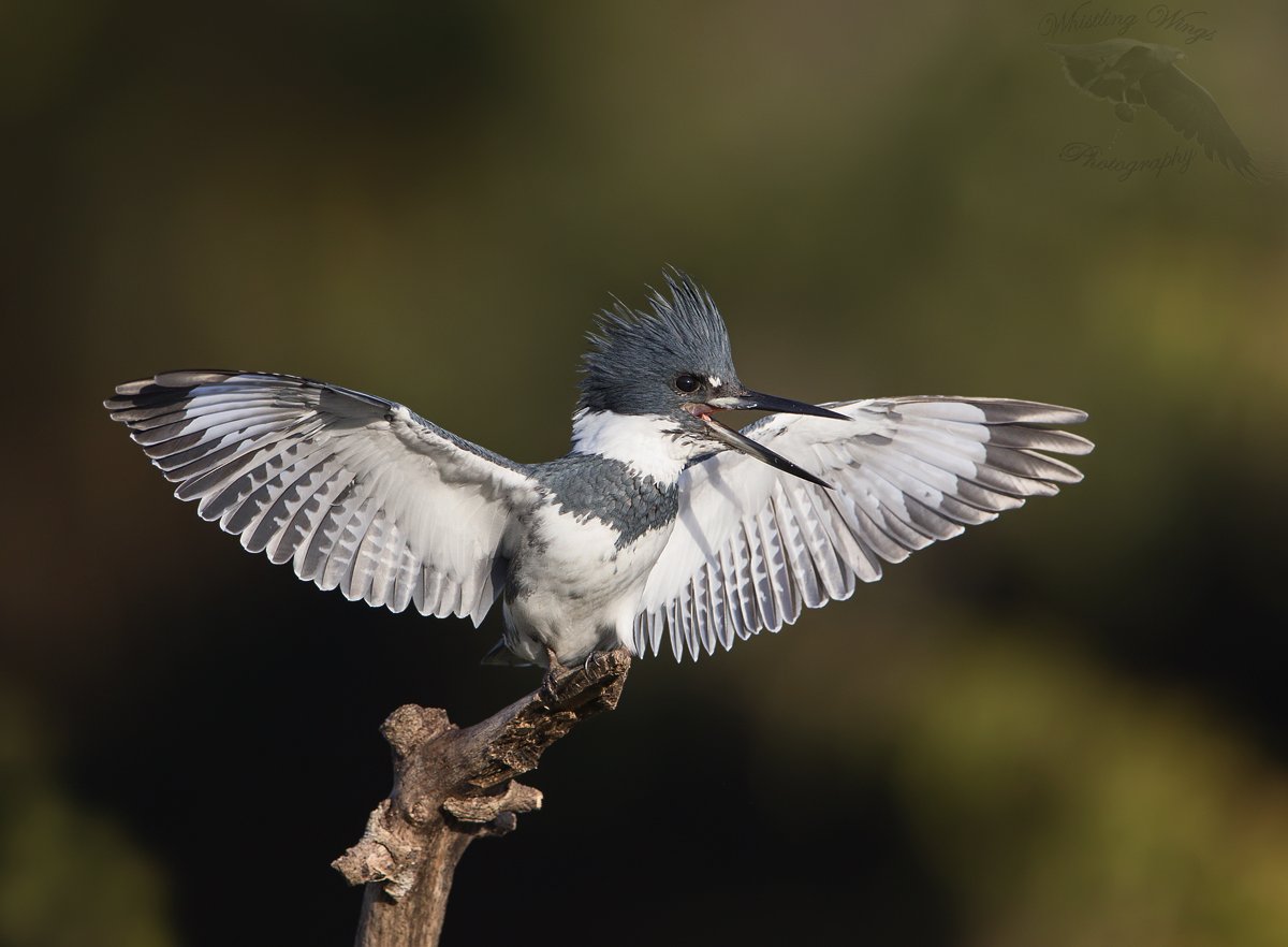 Belted Kingfisher In A Takeoff/Flight Posture I Like Very Much – Feathered  Photography