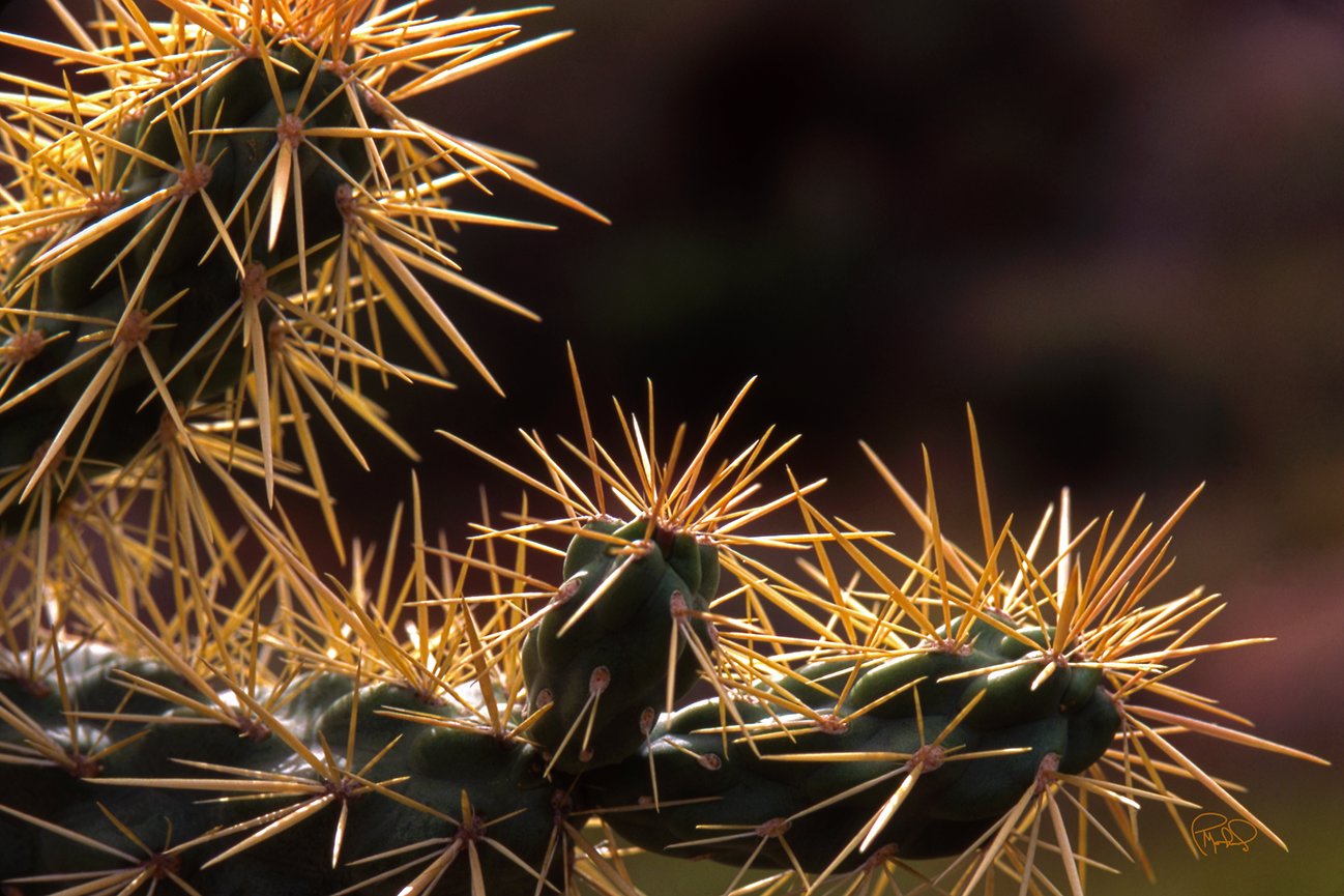 Mouse Ear Rock 20x30 / 26x40 / 33x50