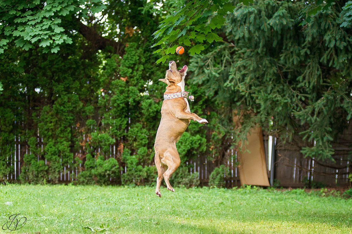 dog rescue, albany pet portrait photographer