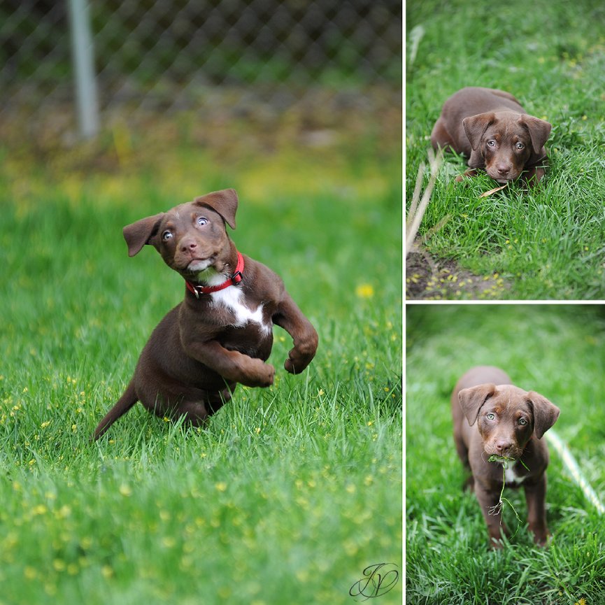 chocolate lab puppy in grass, albany pet photographer, albany pet photographers