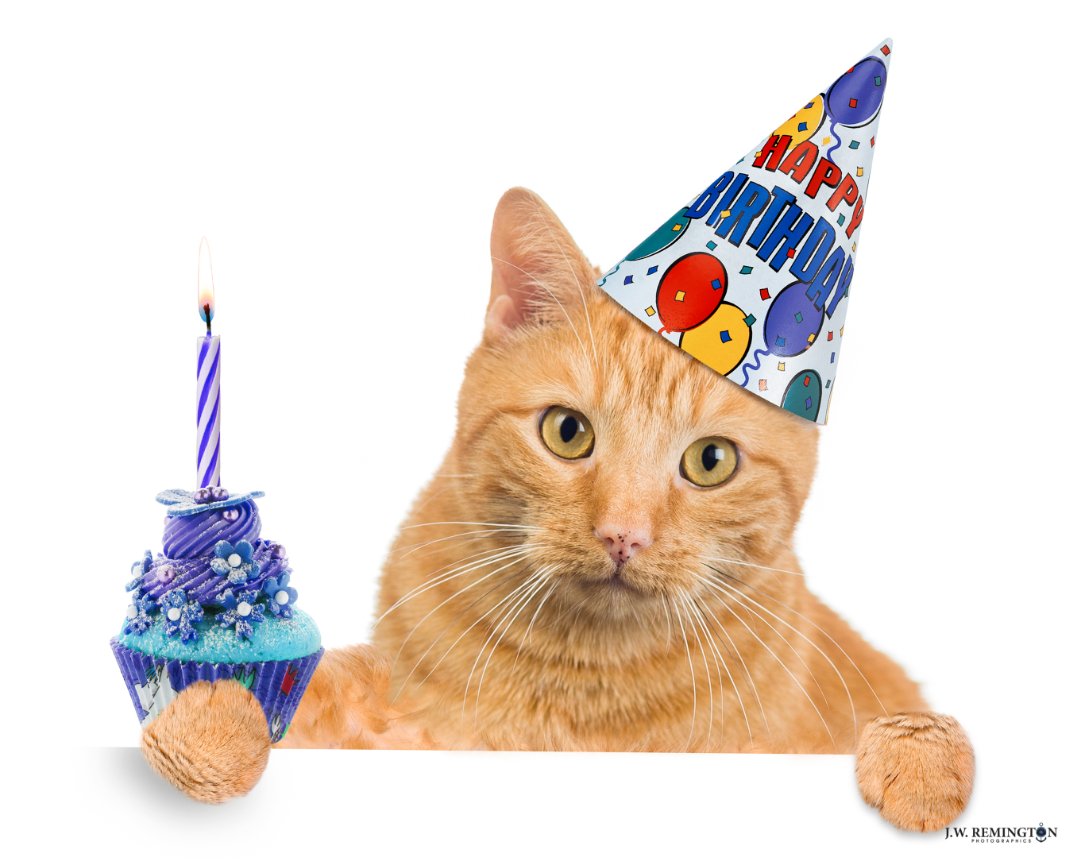 POTD 2018/124. Cinco de Meow