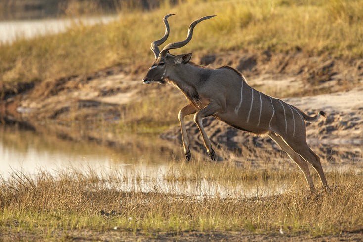 kudu jumping across river in Botswana by Jim Zuckerman