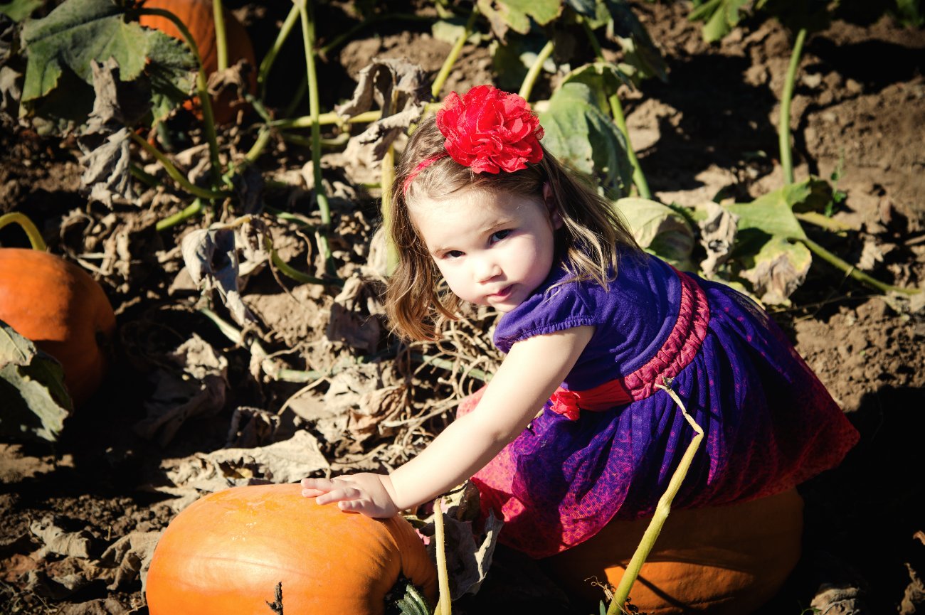 Pfaff Family Portraits in a pumpkin patch