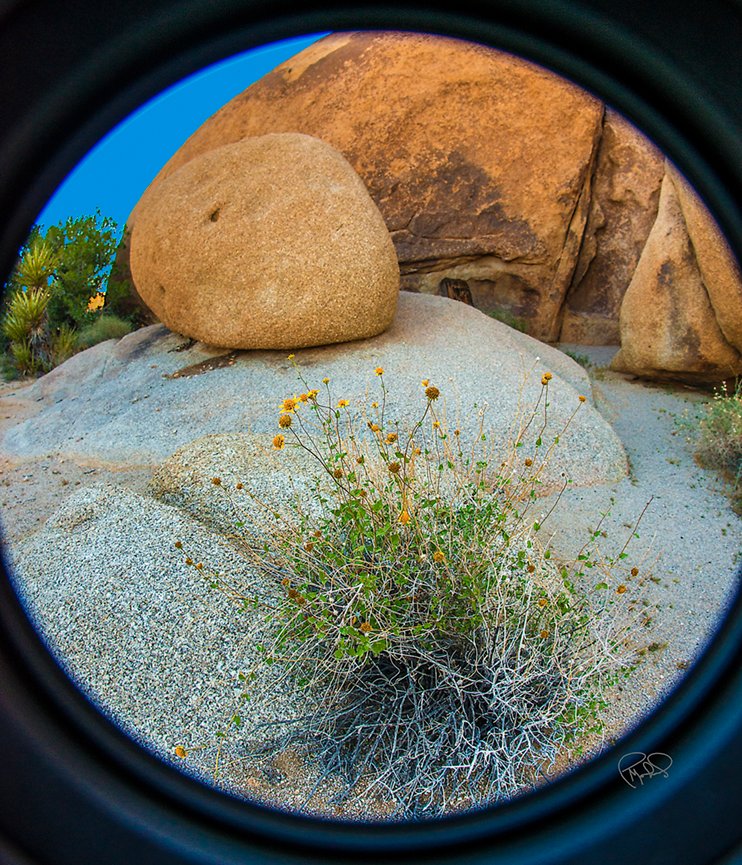 Fireworks and Flowers   20x30 / 26x40 / Custom