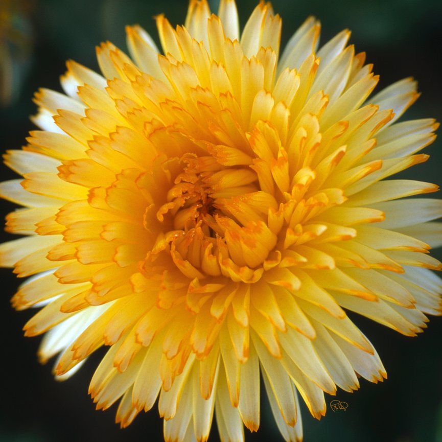 October Full Moon 20x30 / 26x40 / Custom