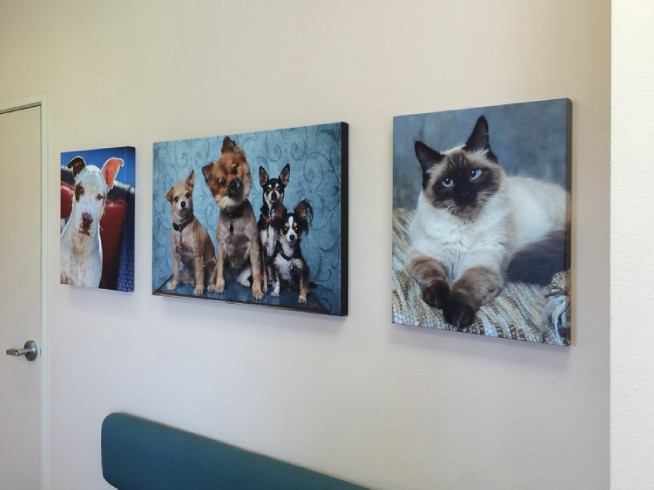 Animal Medical Center Van Nuys California Pet Photography Display