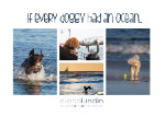 My New Pet Photography Postcards