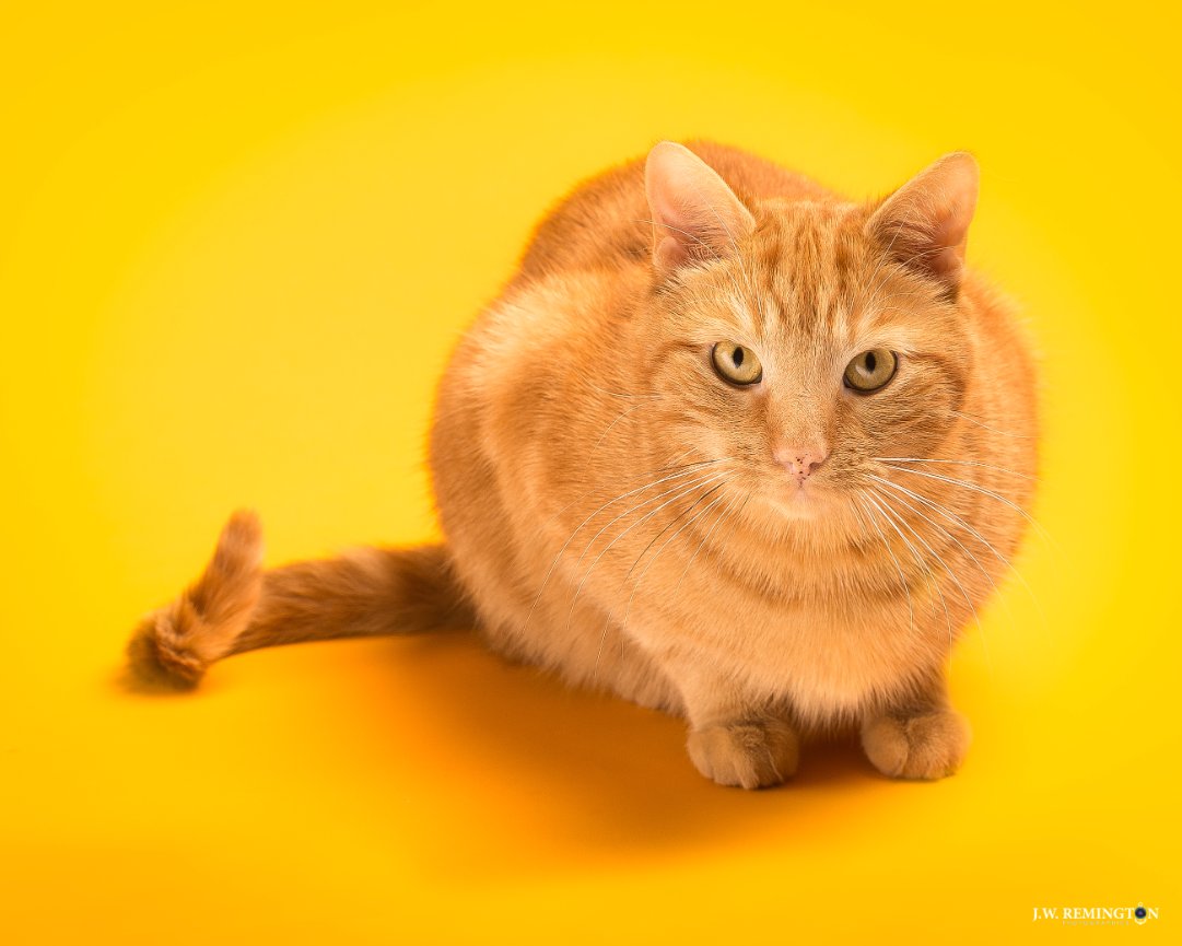 POTD 2018/124. Cinco de Meow