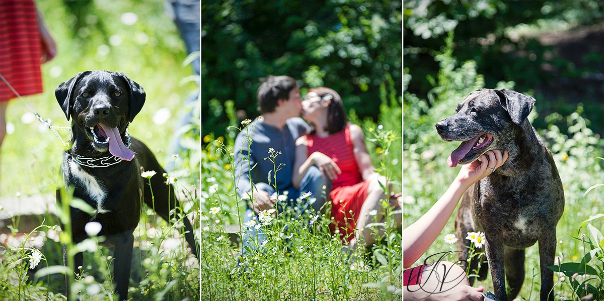 albany pets and engagement photo, saratoga pet and engagement photo, natural engagement photo, outdoors engagement session, alabnay engagement photographer, saratoga engagement