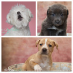 Photo Session for Nine Puppies