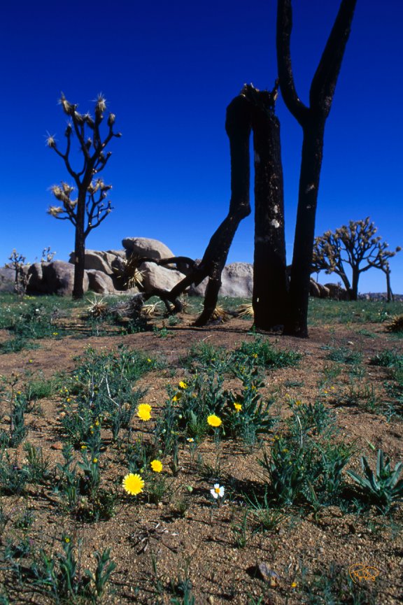 Sedona Pano On Rock 24x60