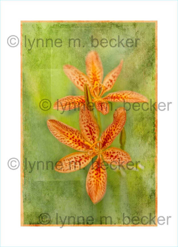 blackberry lily