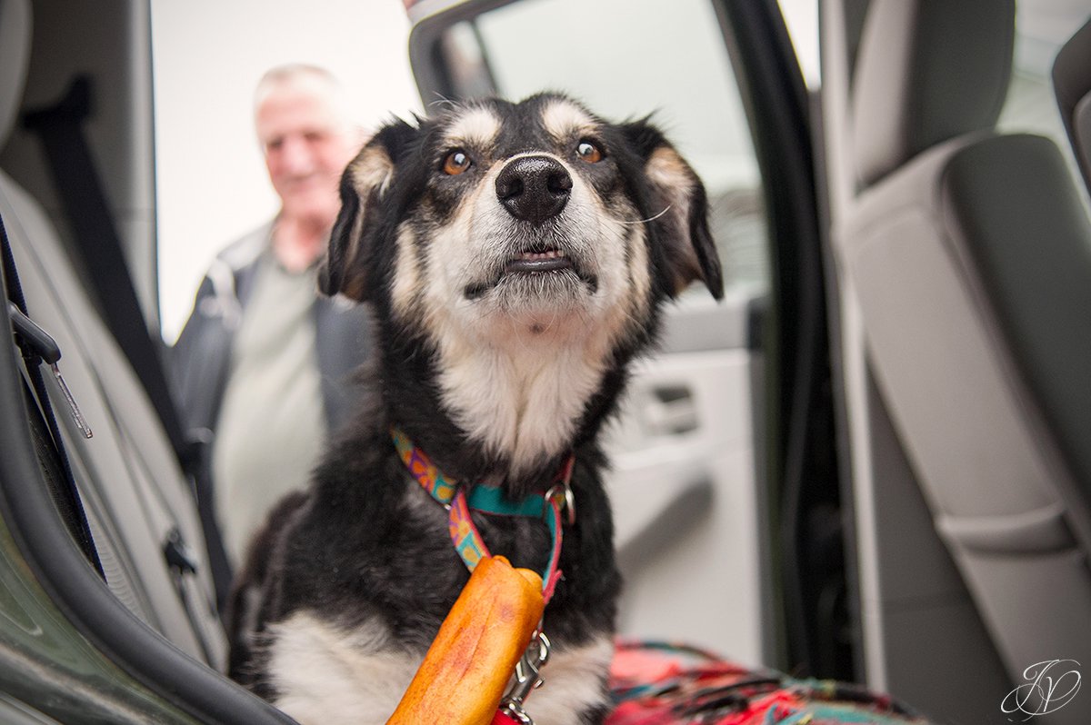 photo of shelter dog going to her new home
