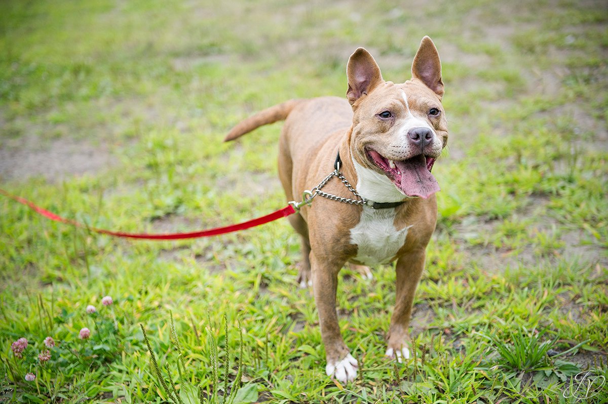 animal rescue, albany pet portrait photographer