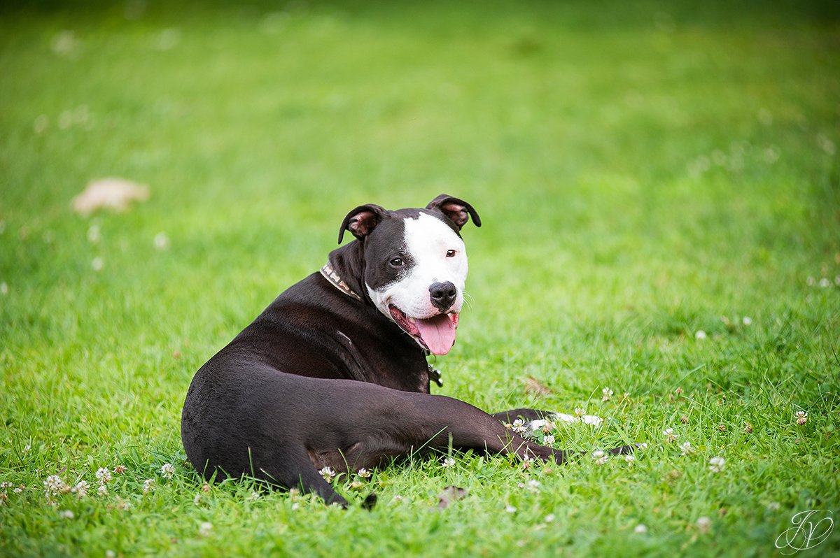 dog rescue, albany pet portrait photographer