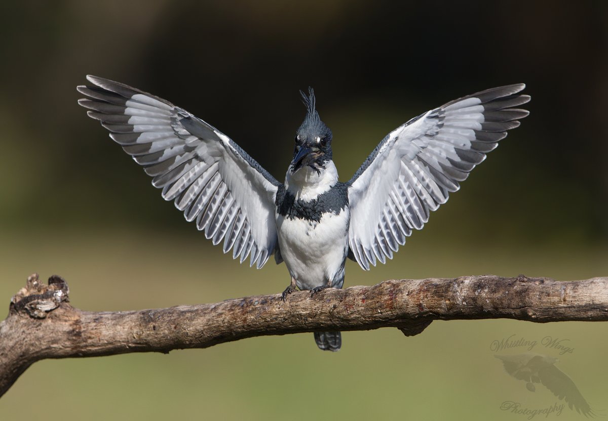 Belted Kingfisher With A Fish (plus an interesting foot adaptation) –  Feathered Photography