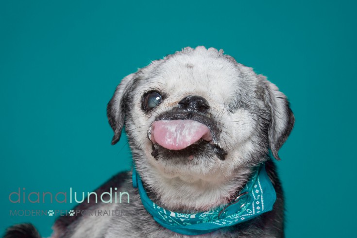 los angeles pet photographer