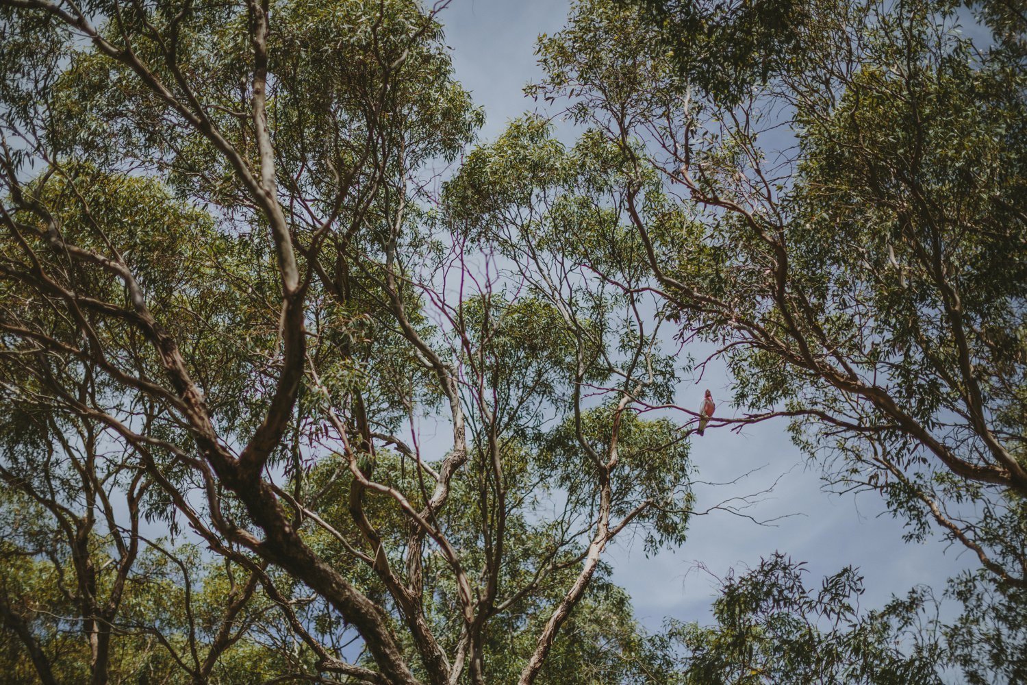 adelaide wedding photographer