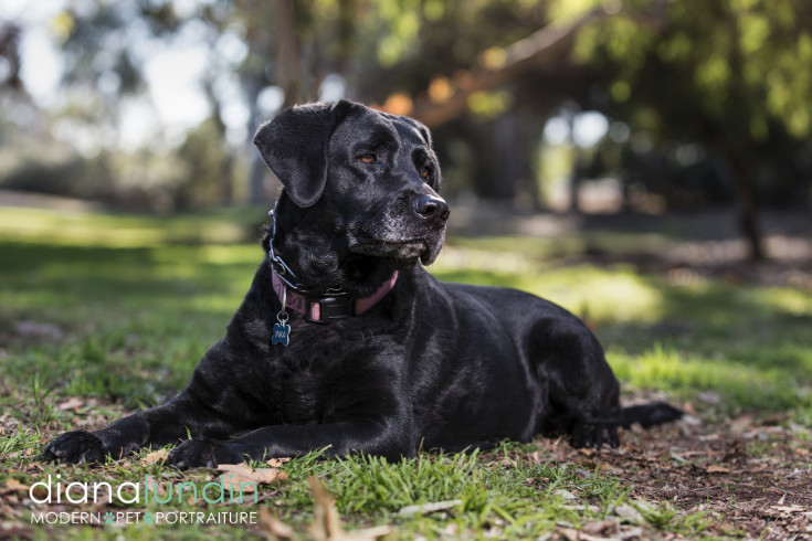 los angeles pet photography