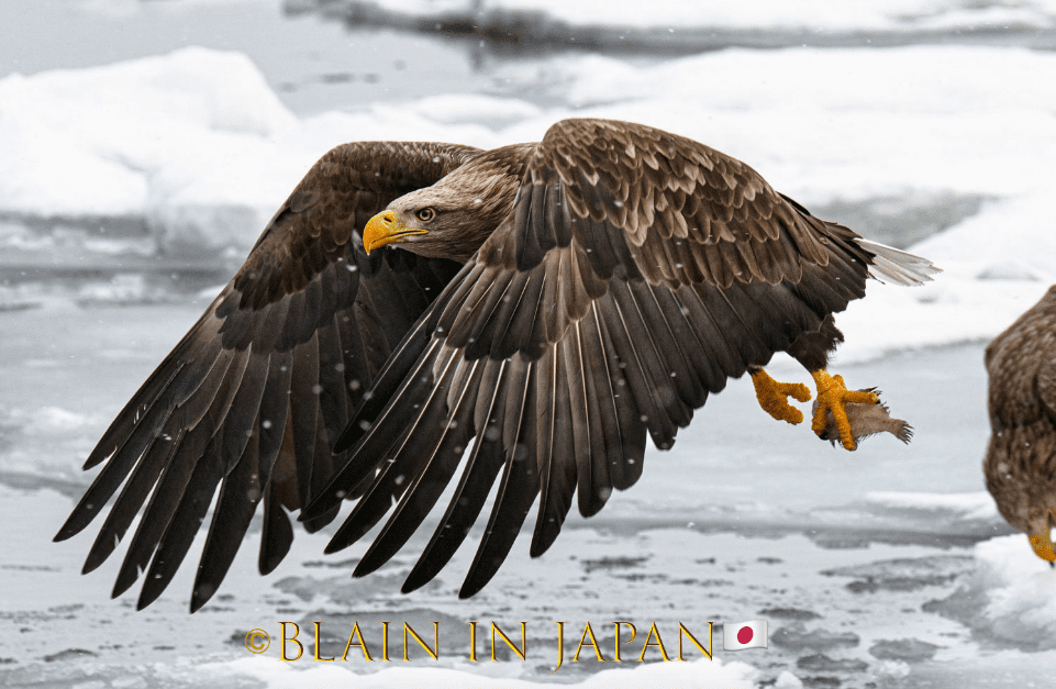 Storms, Eagles, and Zen: Why Hokkaido Is a Minimalist Photographer’s Paradise