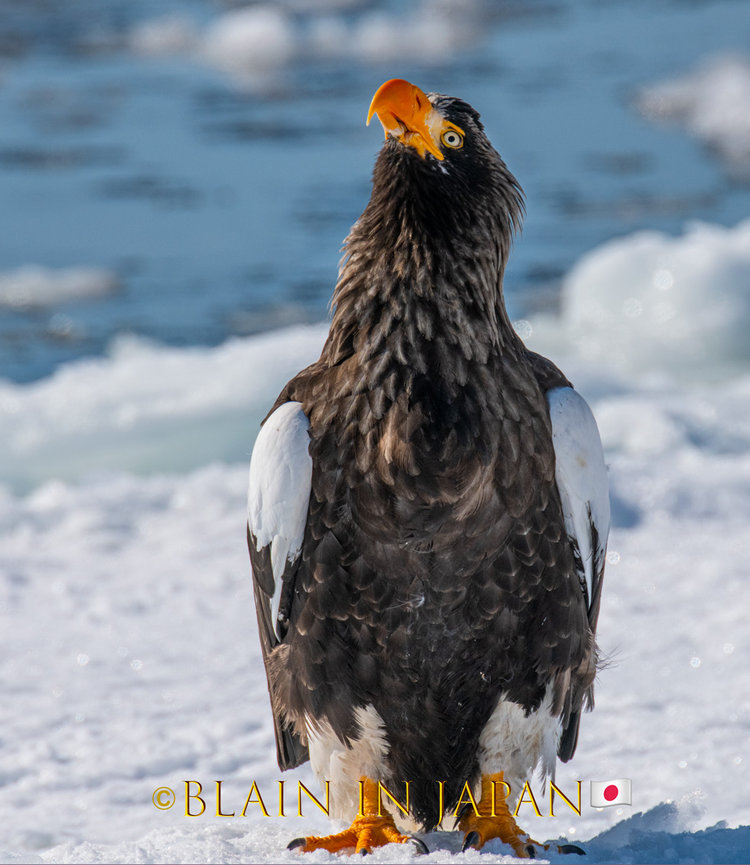Storms, Eagles, and Zen: Why Hokkaido Is a Minimalist Photographer’s Paradise