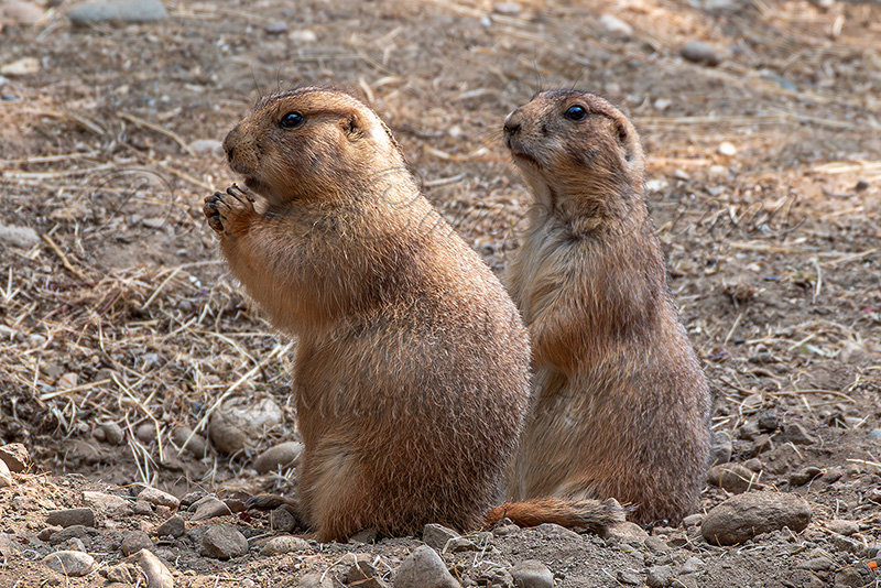 Kaiyah Takota The Final Chapter - A Novel Husky: Chapter 48