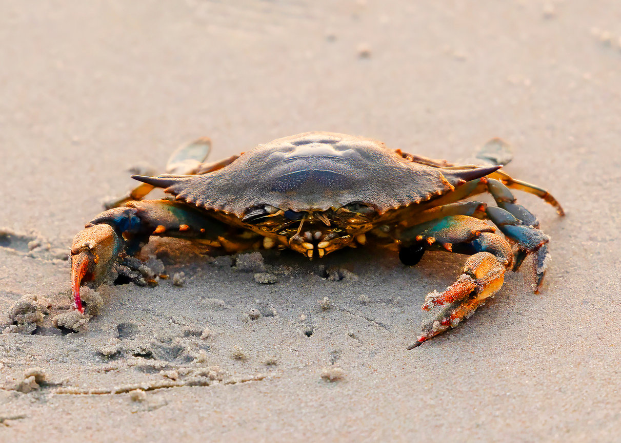 Ocean City 2026: Events, Beaches, and Summer Fun