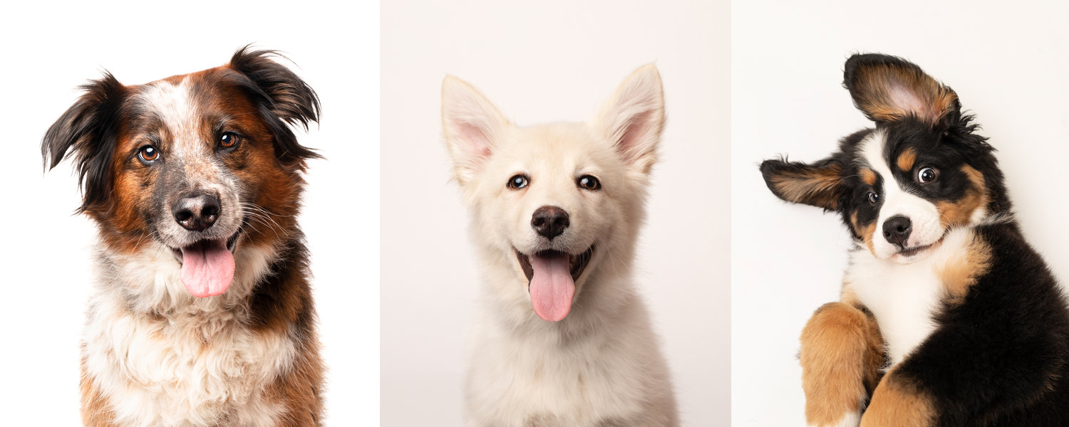 Pet Mini Marathon December 5th 2025!