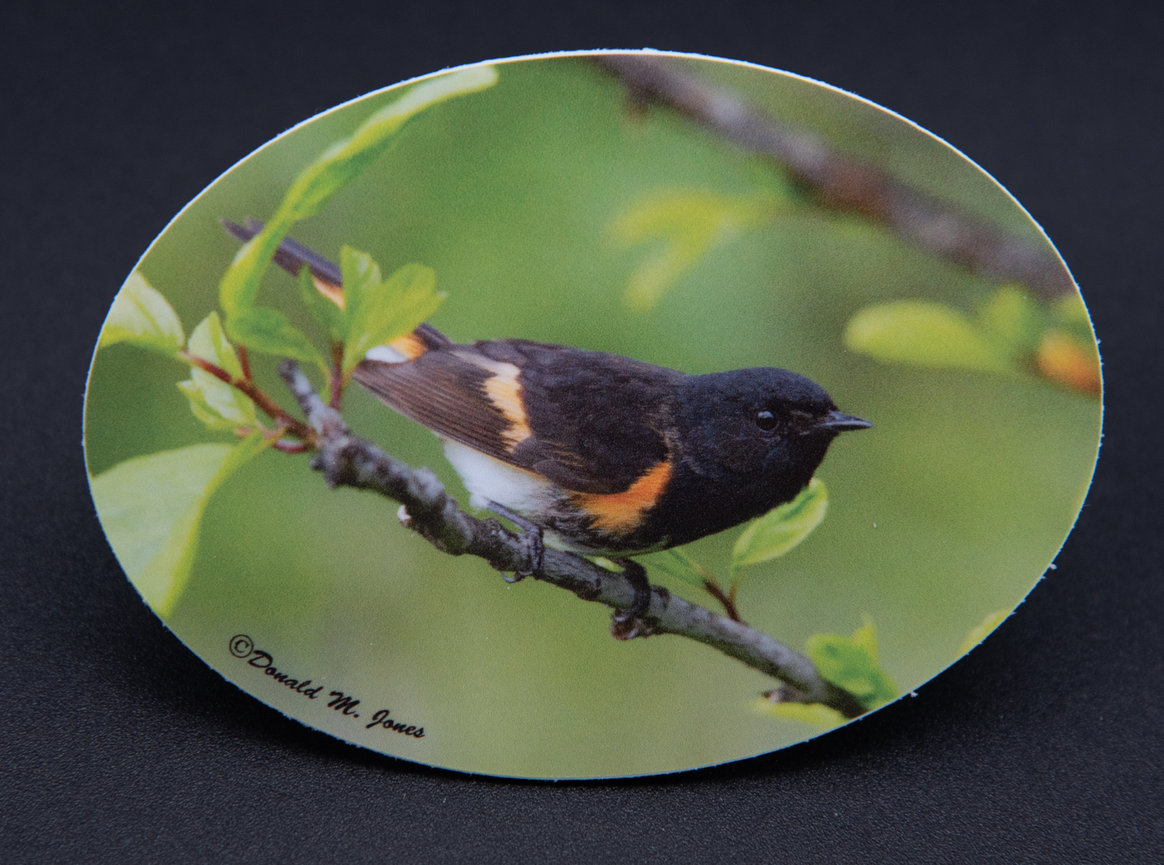 American Redstart S4 455