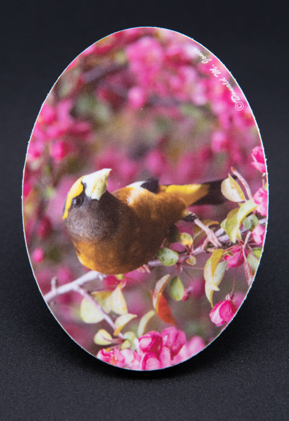 Evening Grosbeak S6 471