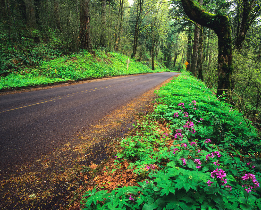 Columbia River Wildflowers CH 4052