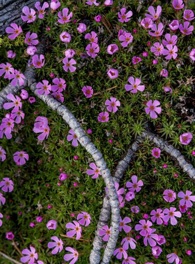 Moss Champion Flowers CH 4167
