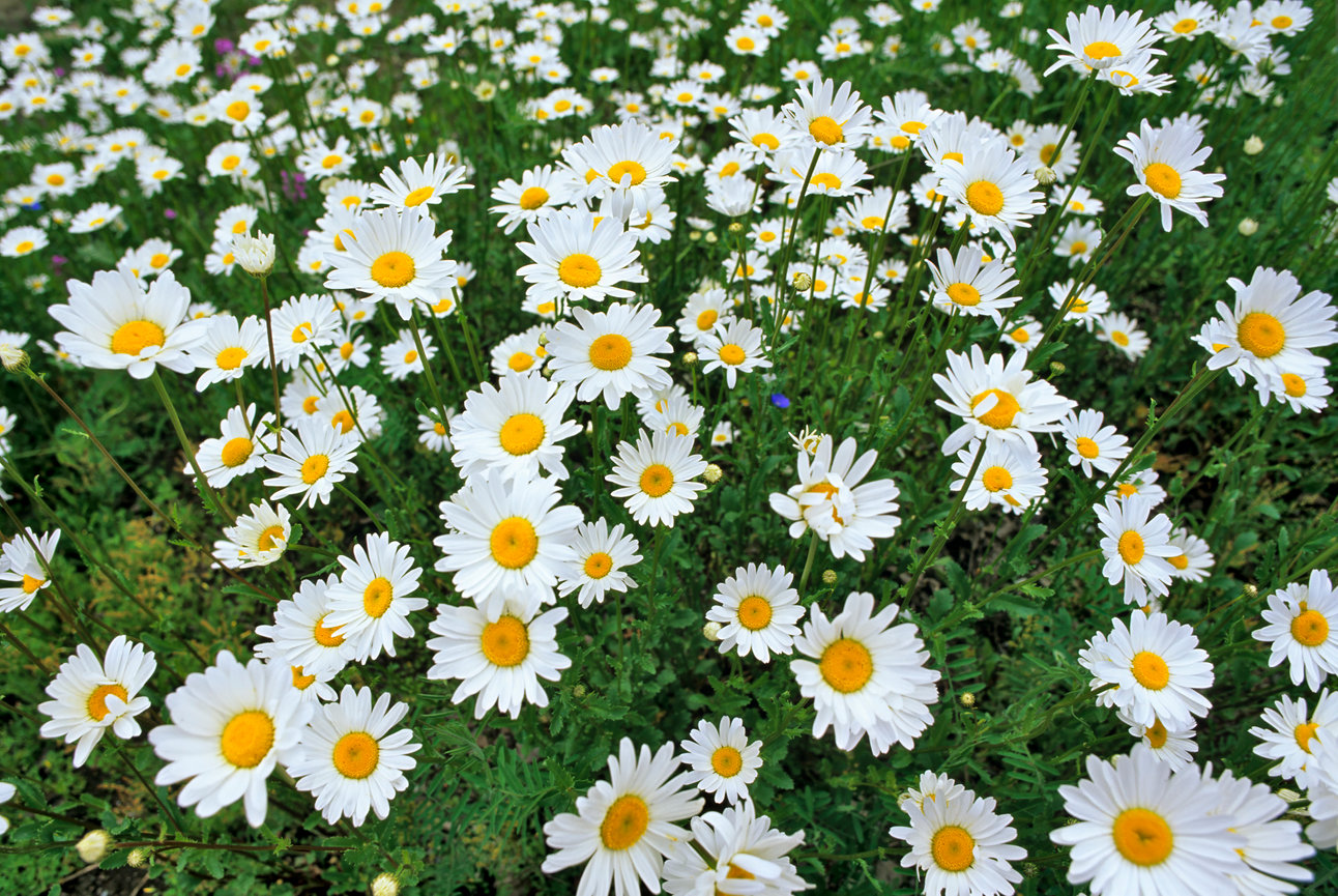 Oxeye Daises CH 4173