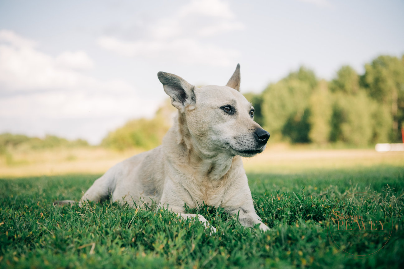 Daphne's Pet Portrait Session in North Yarmouth