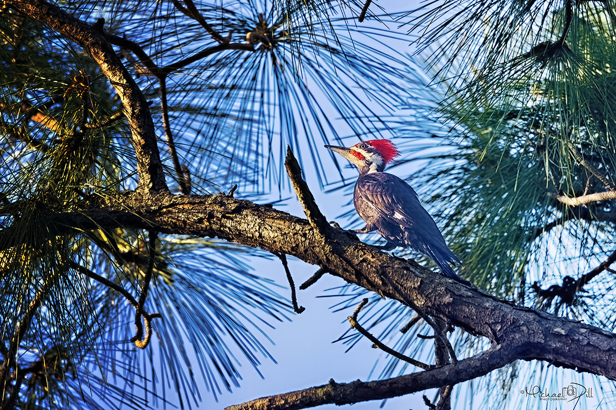 HOME - Michael W Dill