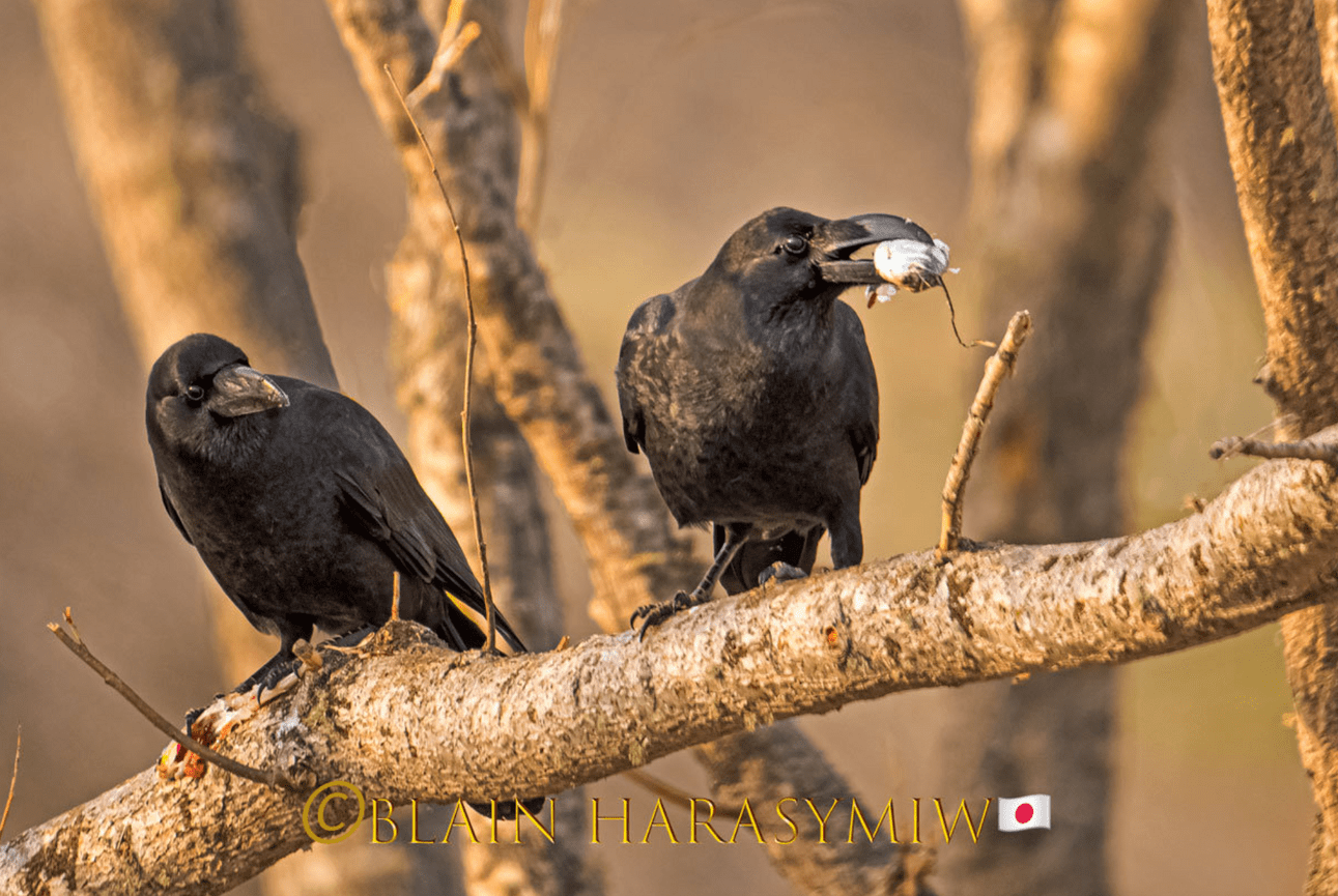 Discover Matsumoto Castle on a Hokkaido Photo Tour with JDS!