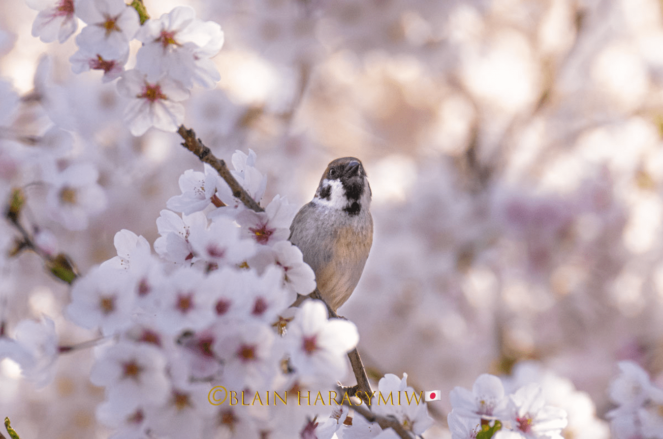 Long-lived and Historic Cherry Blossoms