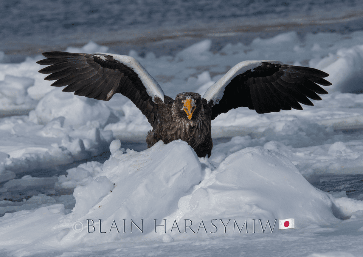 Discover Matsumoto Castle on a Hokkaido Photo Tour with JDS!