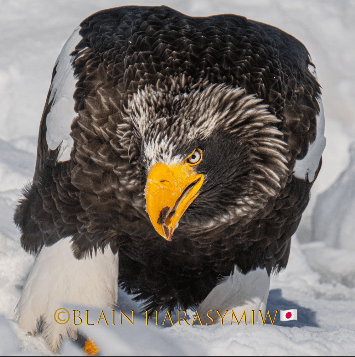 Stellers Sea Eagles Haliaeetus Pelagicus Opportunistic Hokkaido