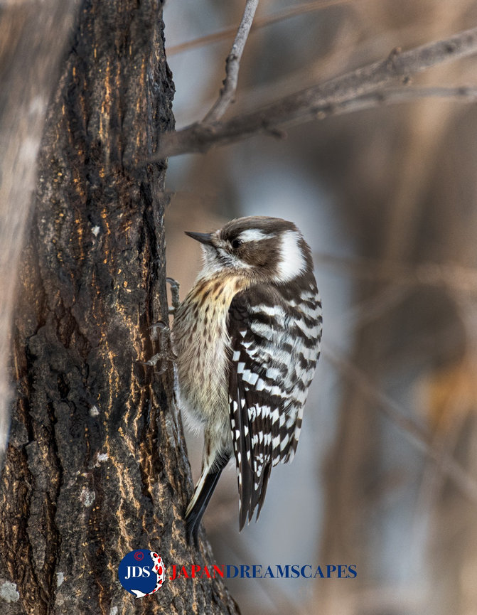 Discover Matsumoto Castle on a Hokkaido Photo Tour with JDS!