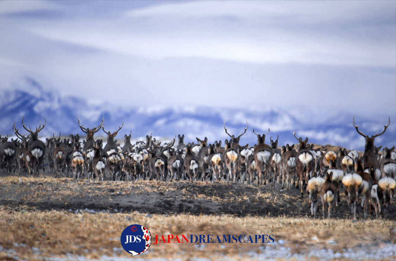 Discover Matsumoto Castle on a Hokkaido Photo Tour with JDS!