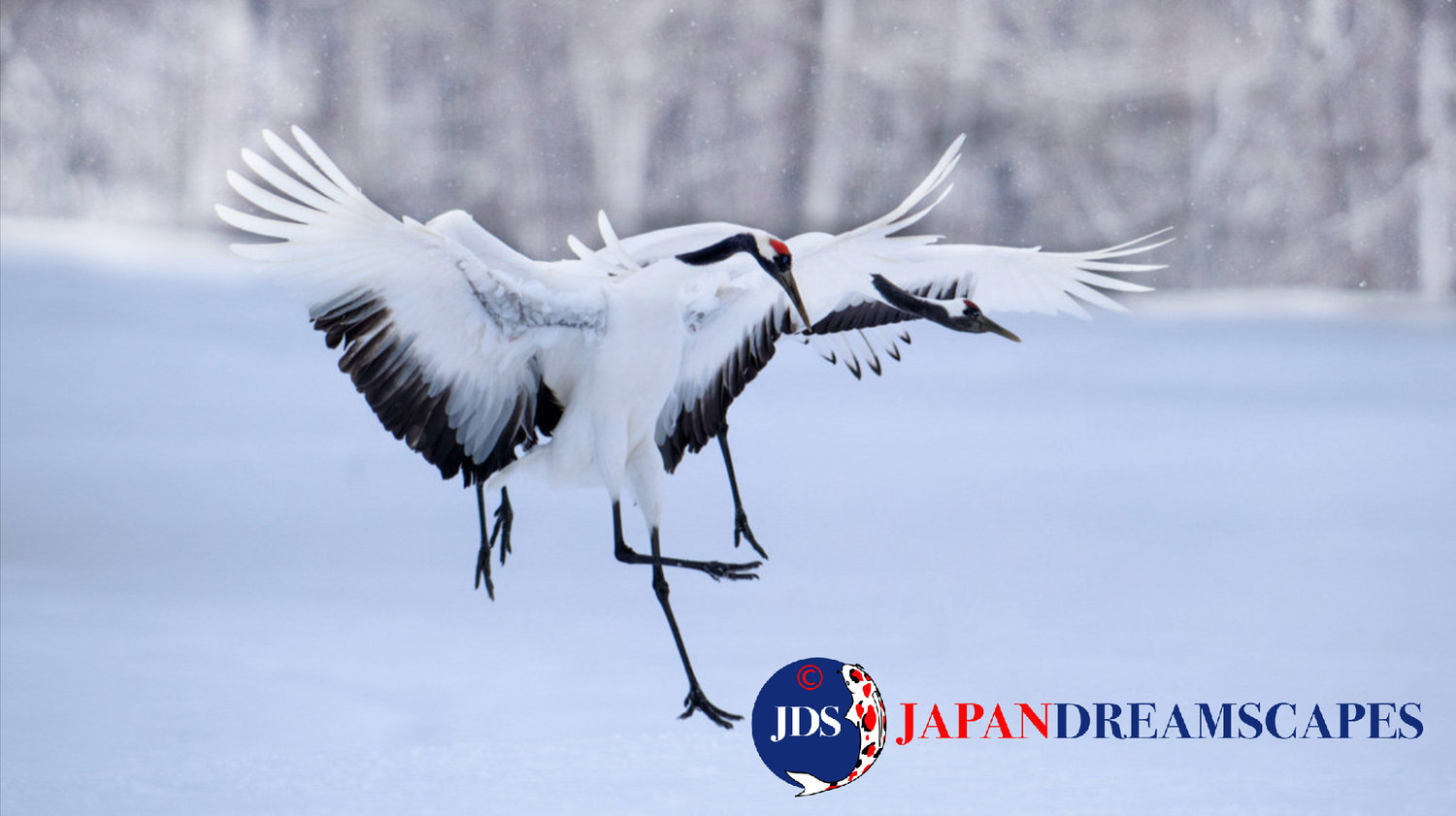 Discover Matsumoto Castle on a Hokkaido Photo Tour with JDS!